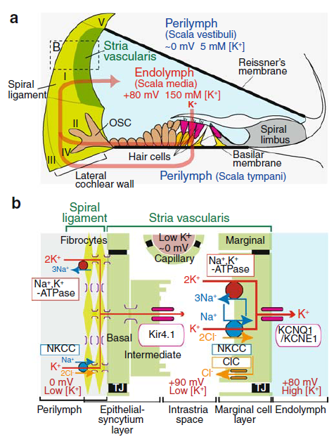 Structure of the cochlea and its lateral wall, from Hibino et al 2010