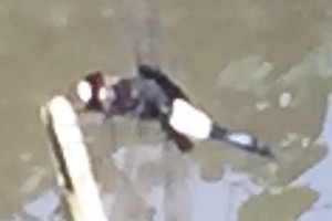 probably Pseudothemis zonata in Taiwan