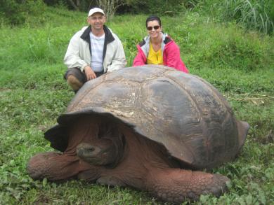 big Galapagos turtles