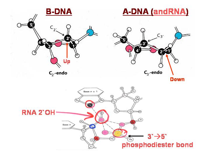 schematic of Beta vs Alpha from riboses