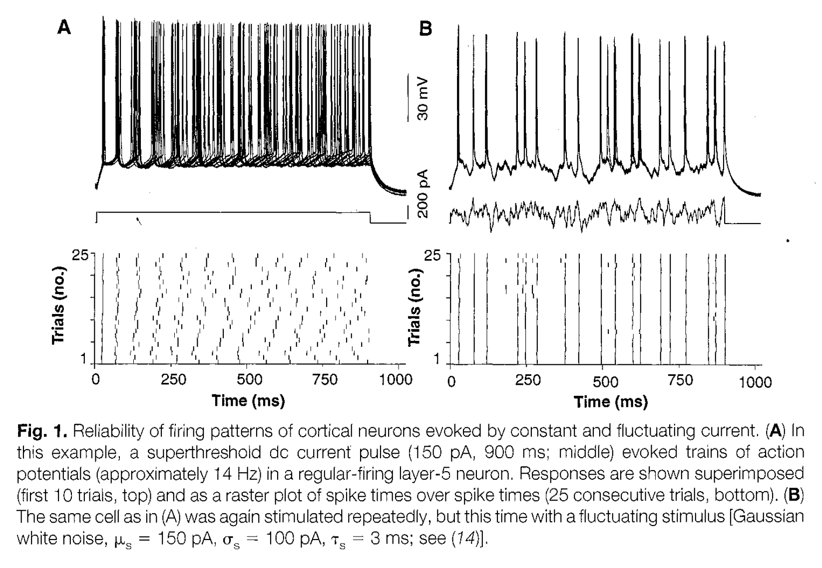 From Mainen and Sejnowski, Science 1995