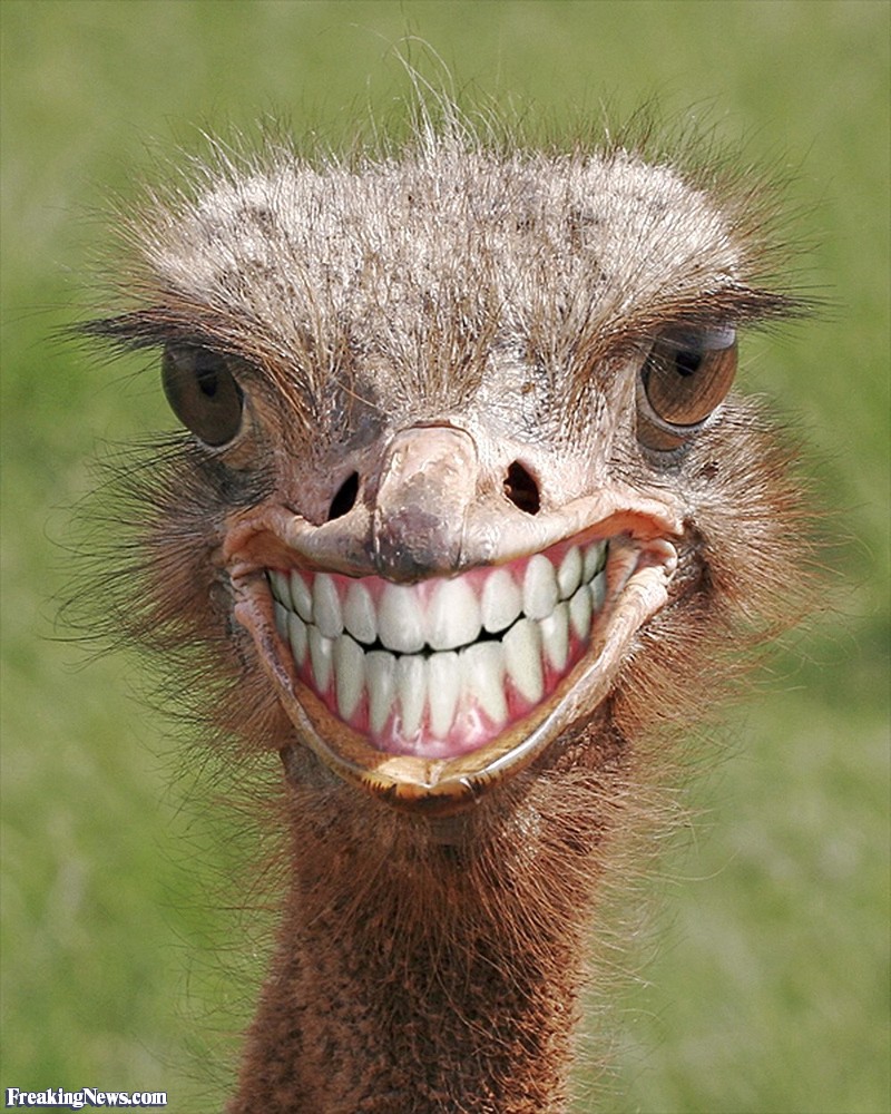 ostrichguy's user avatar