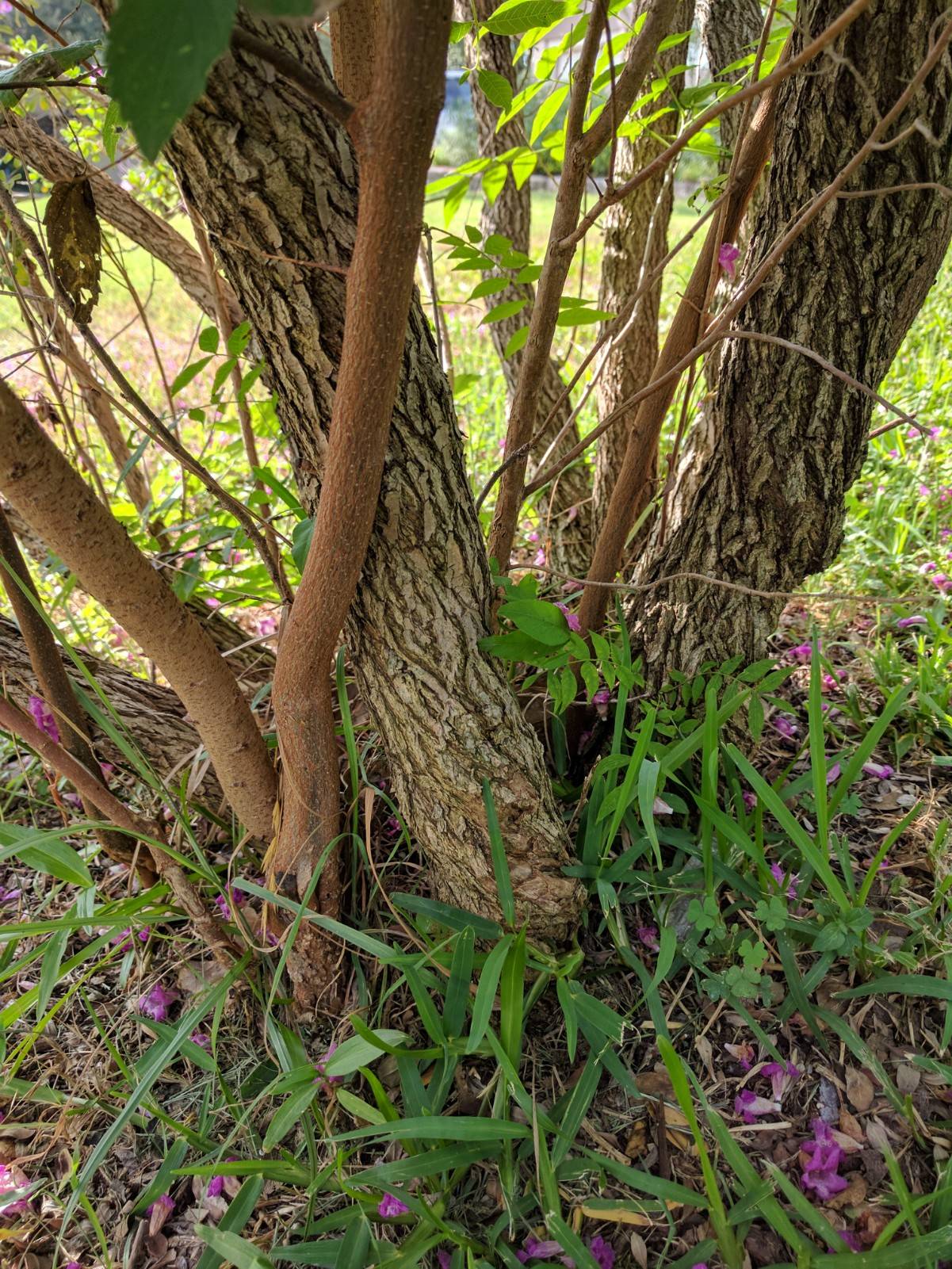 Closeup of trunks.