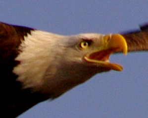 Eagle, 100% crop