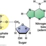 nucleotide