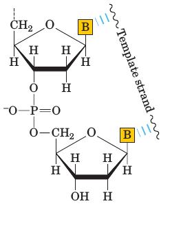 Phosphodiester bond