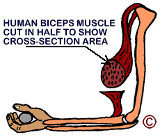 illustrated bicep cut in half to show cross section