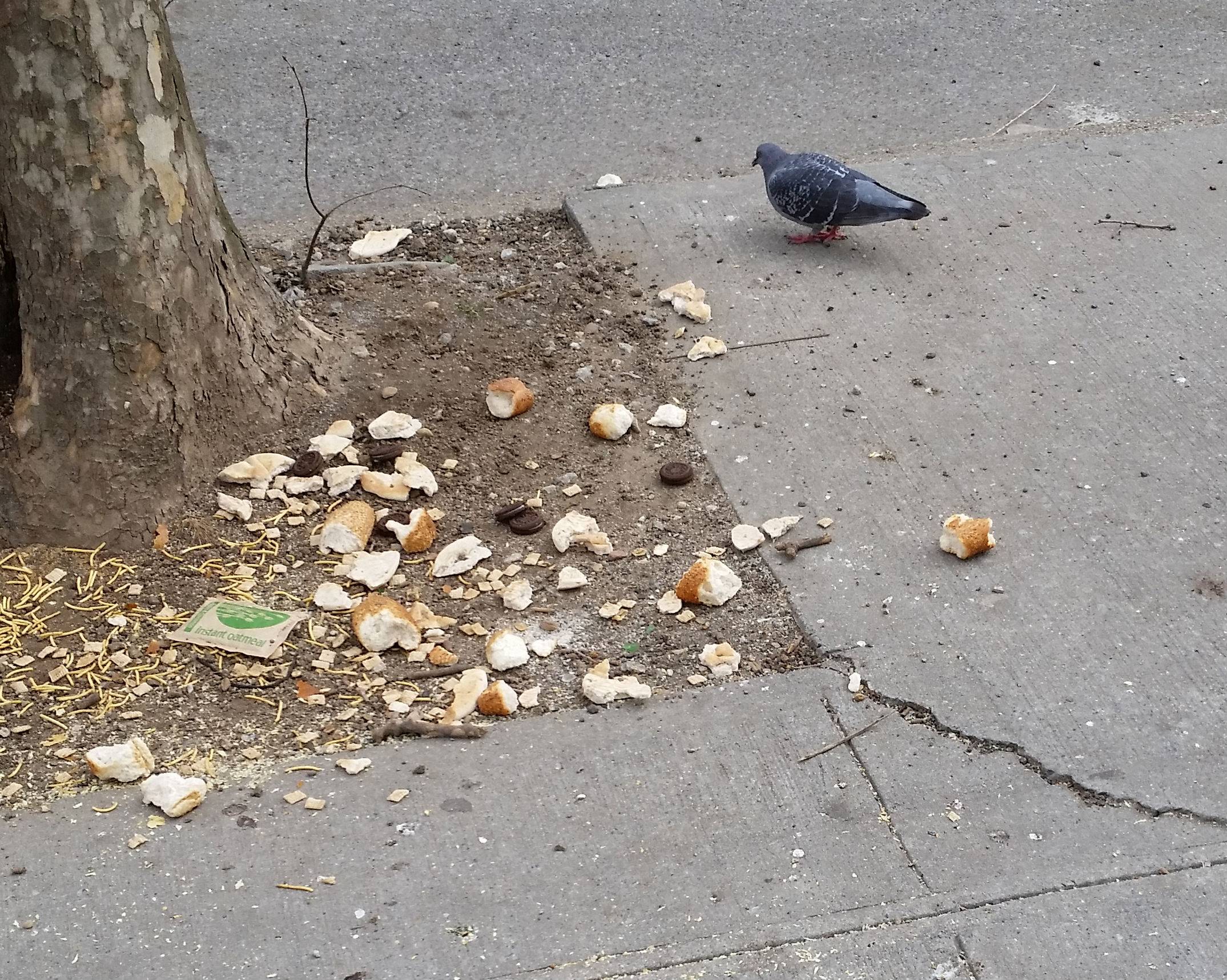 Image of Pidgin next to Chametz