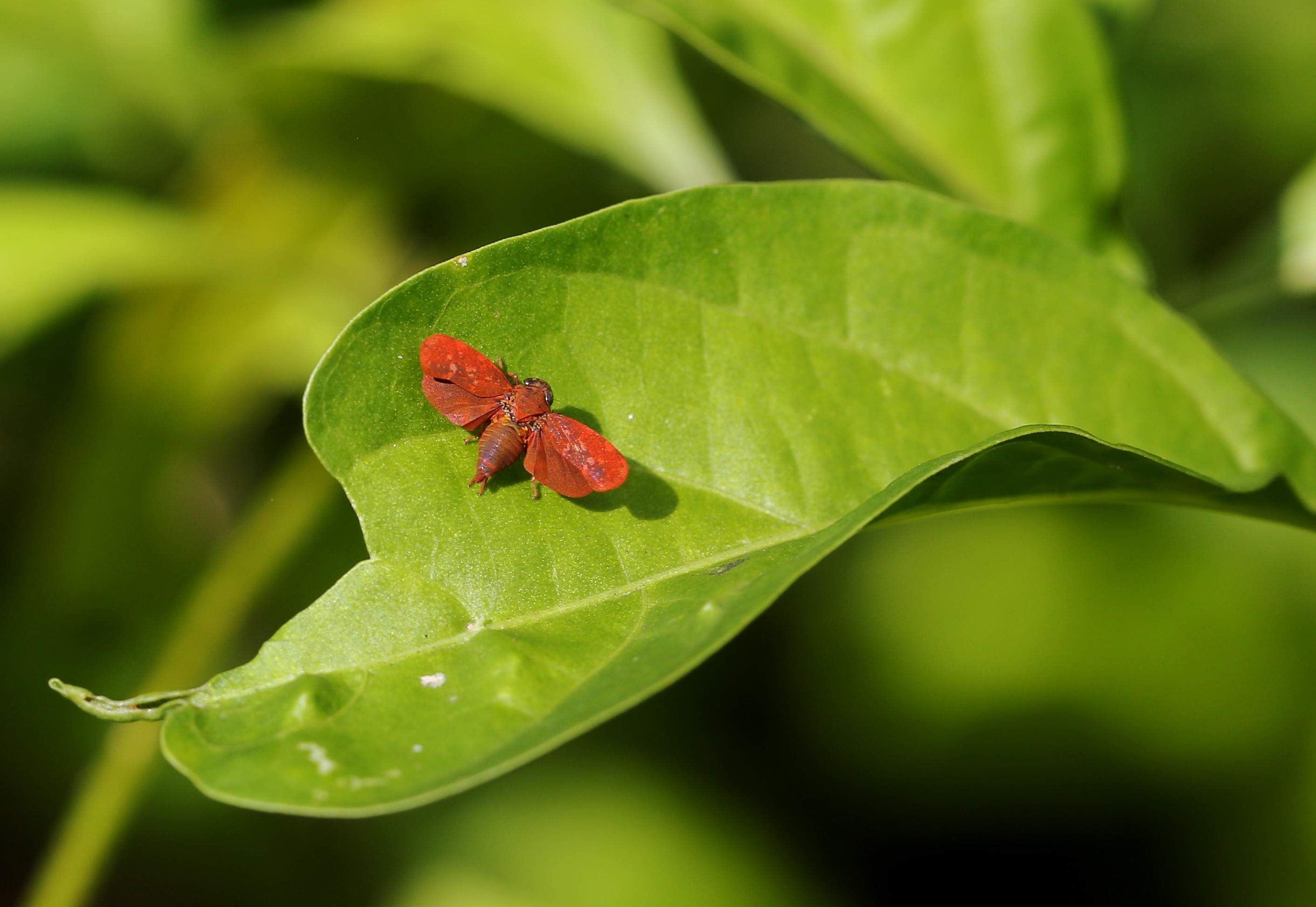 Small 'cicanda' from east Brazil taken in October 2017