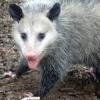 Possum-Pie's user avatar