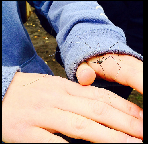 leiobunum on a human hand