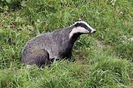 acolls_badger's user avatar