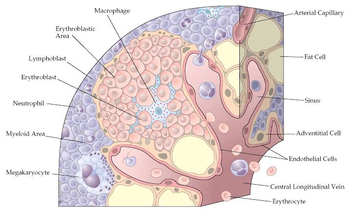 bone marrow sinuses