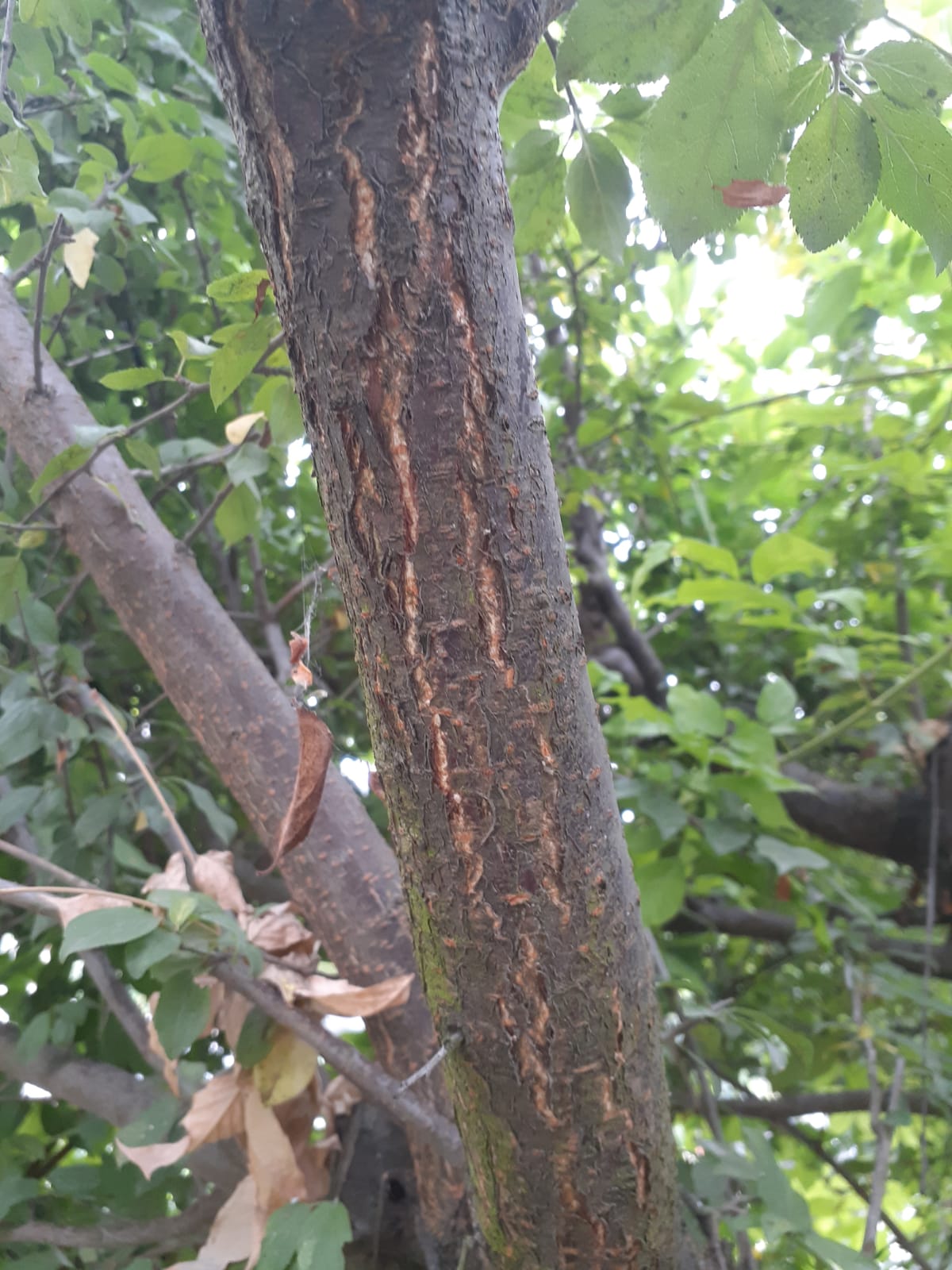 diagnosis - Bark on plum tree concern - Gardening & Landscaping Stack ...