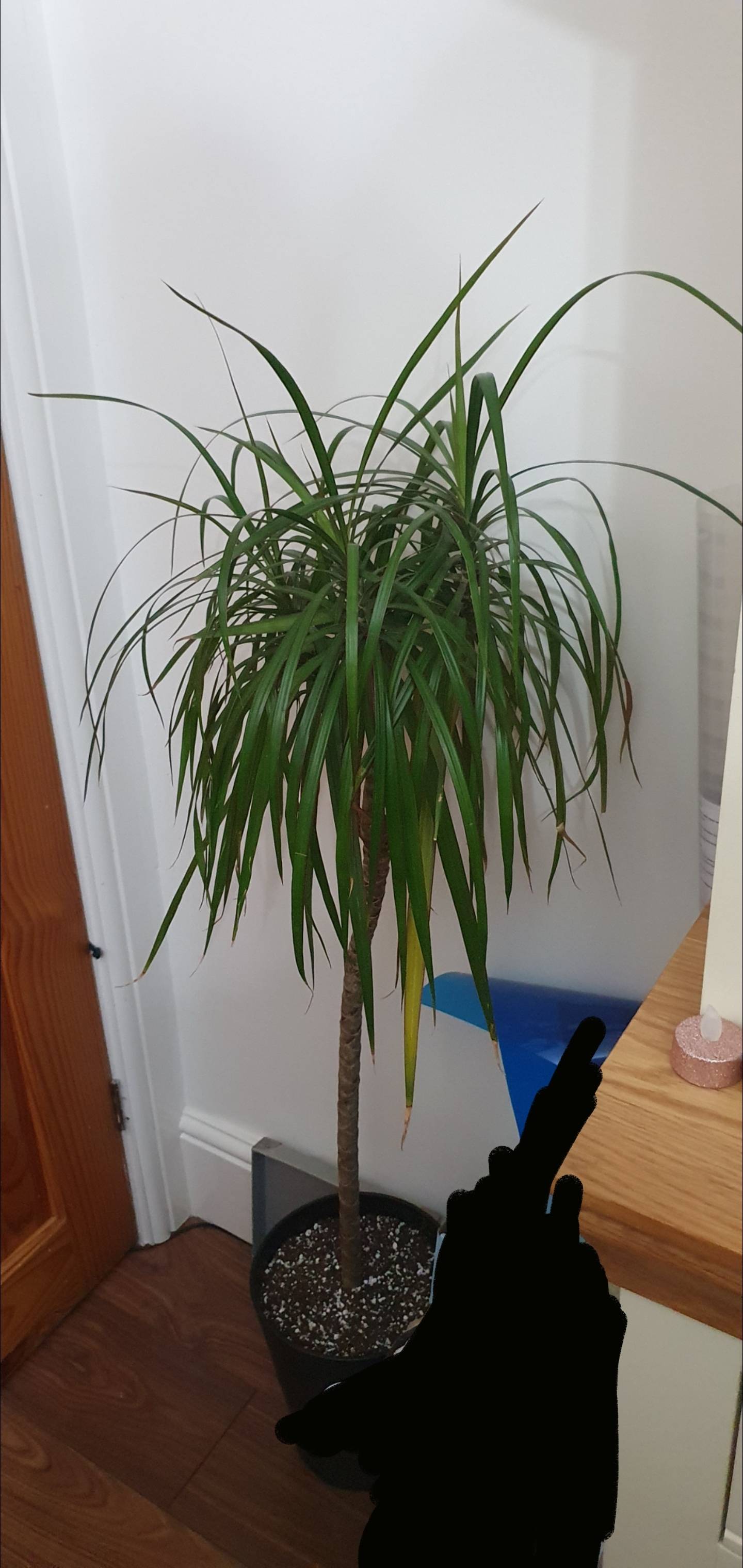 dracaena