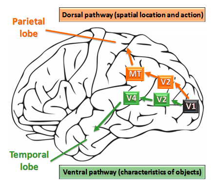 visual streams