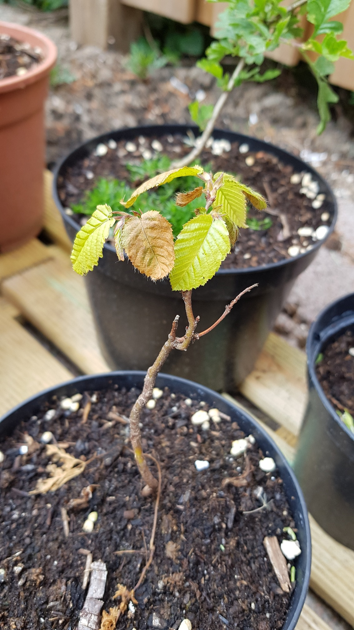 Carpinus