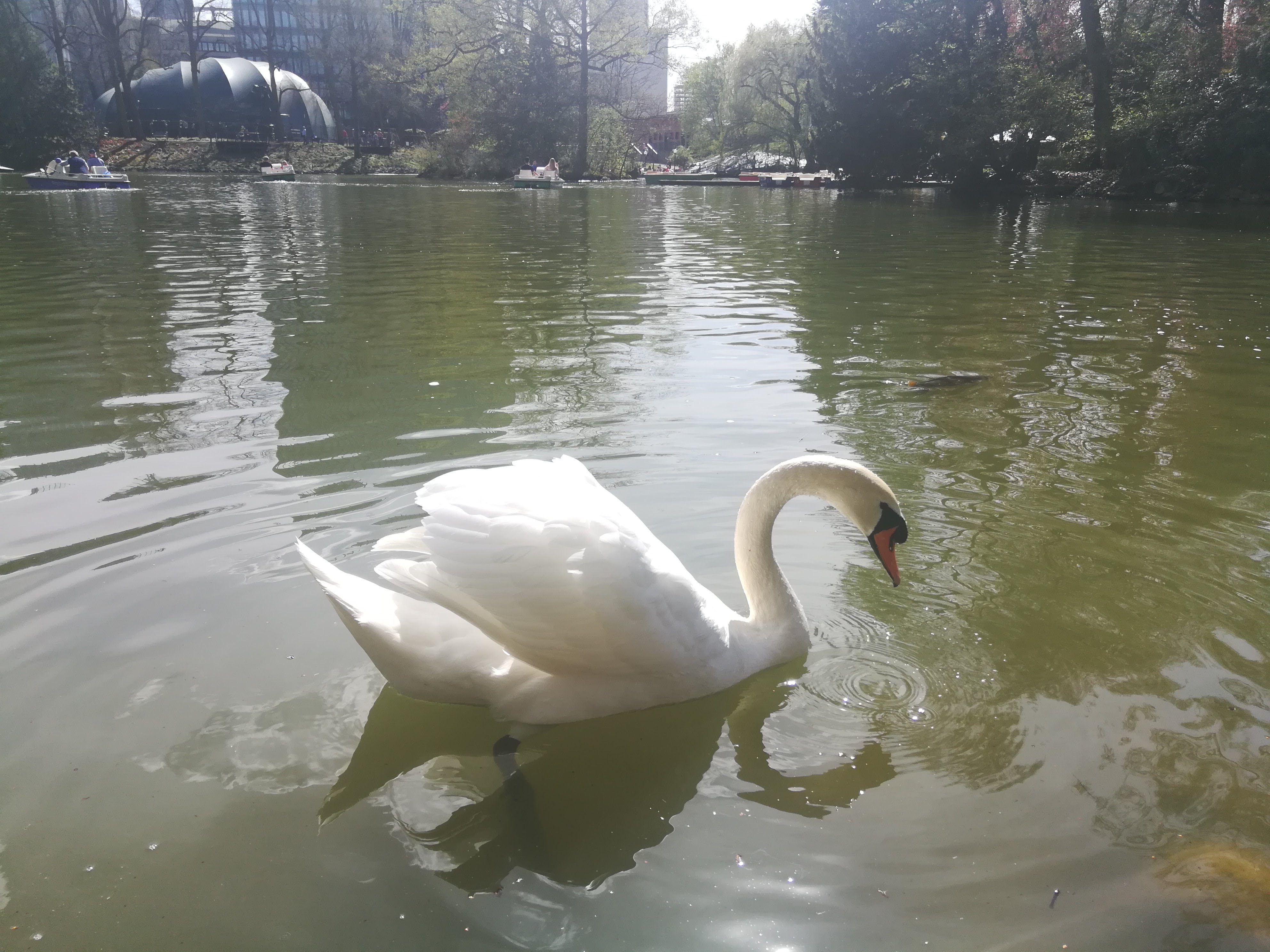 Majestic White Swan from Palmengarten, Frankfurt