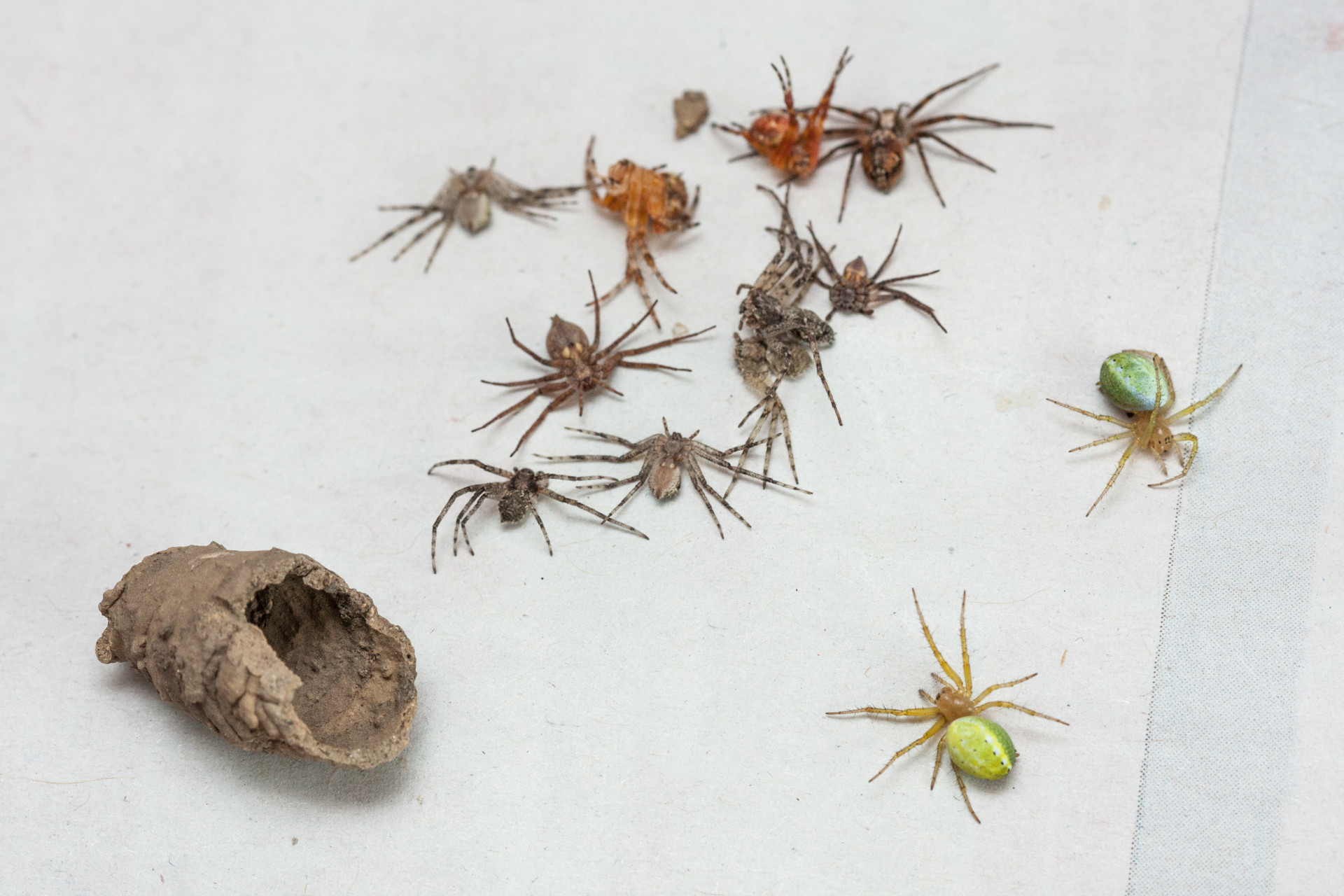 spiders inside wasp nest