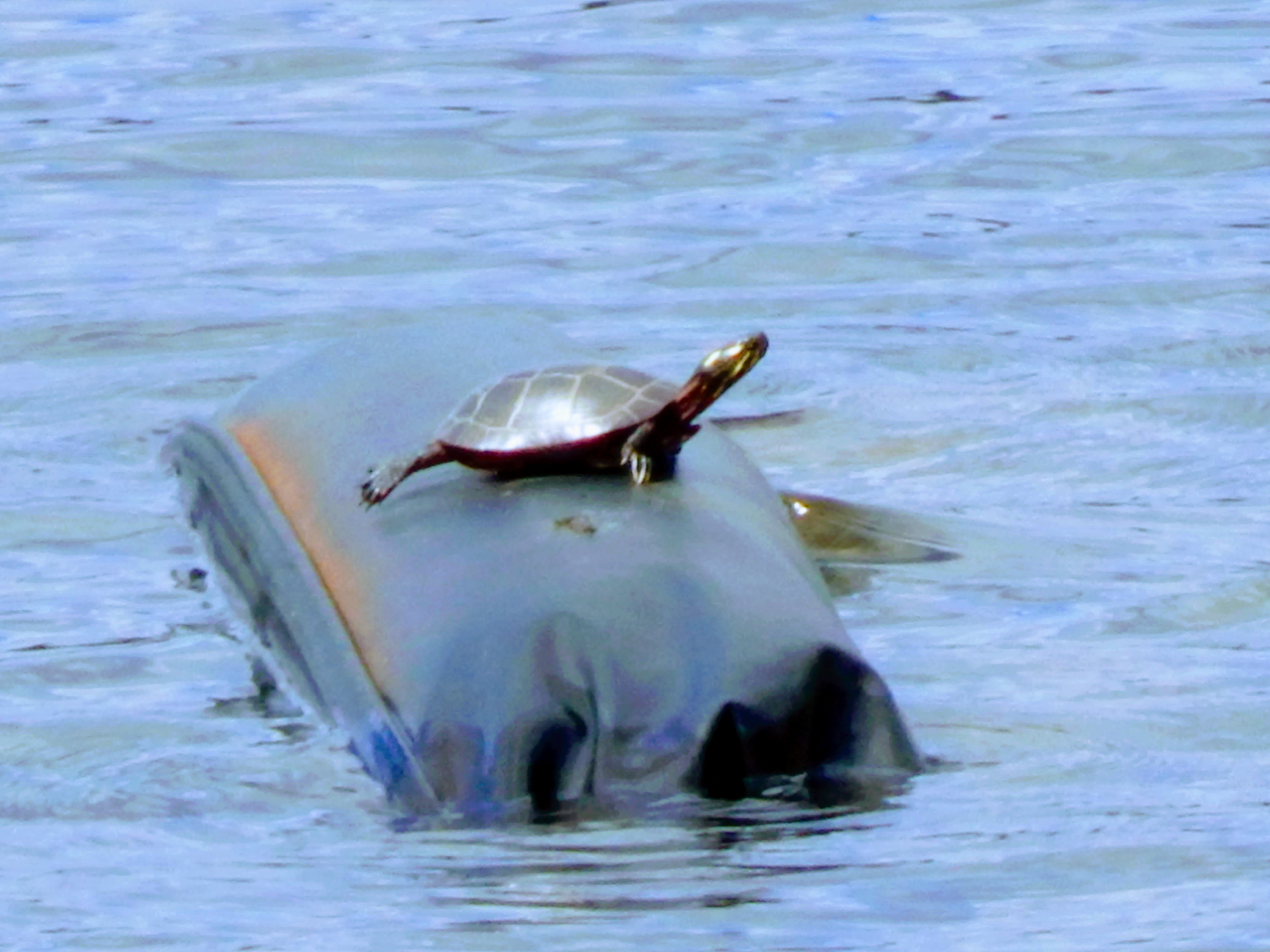 turtle on water pumping hose[1]