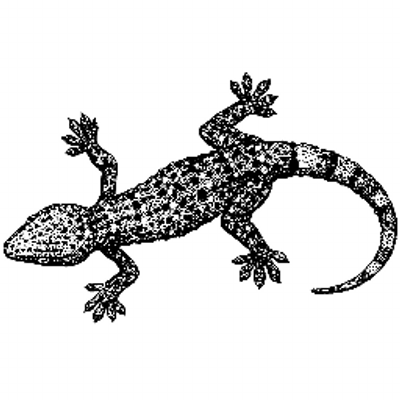 geckon's user avatar