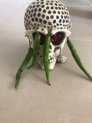 chilli tiara tied around the head of a model skull with holes