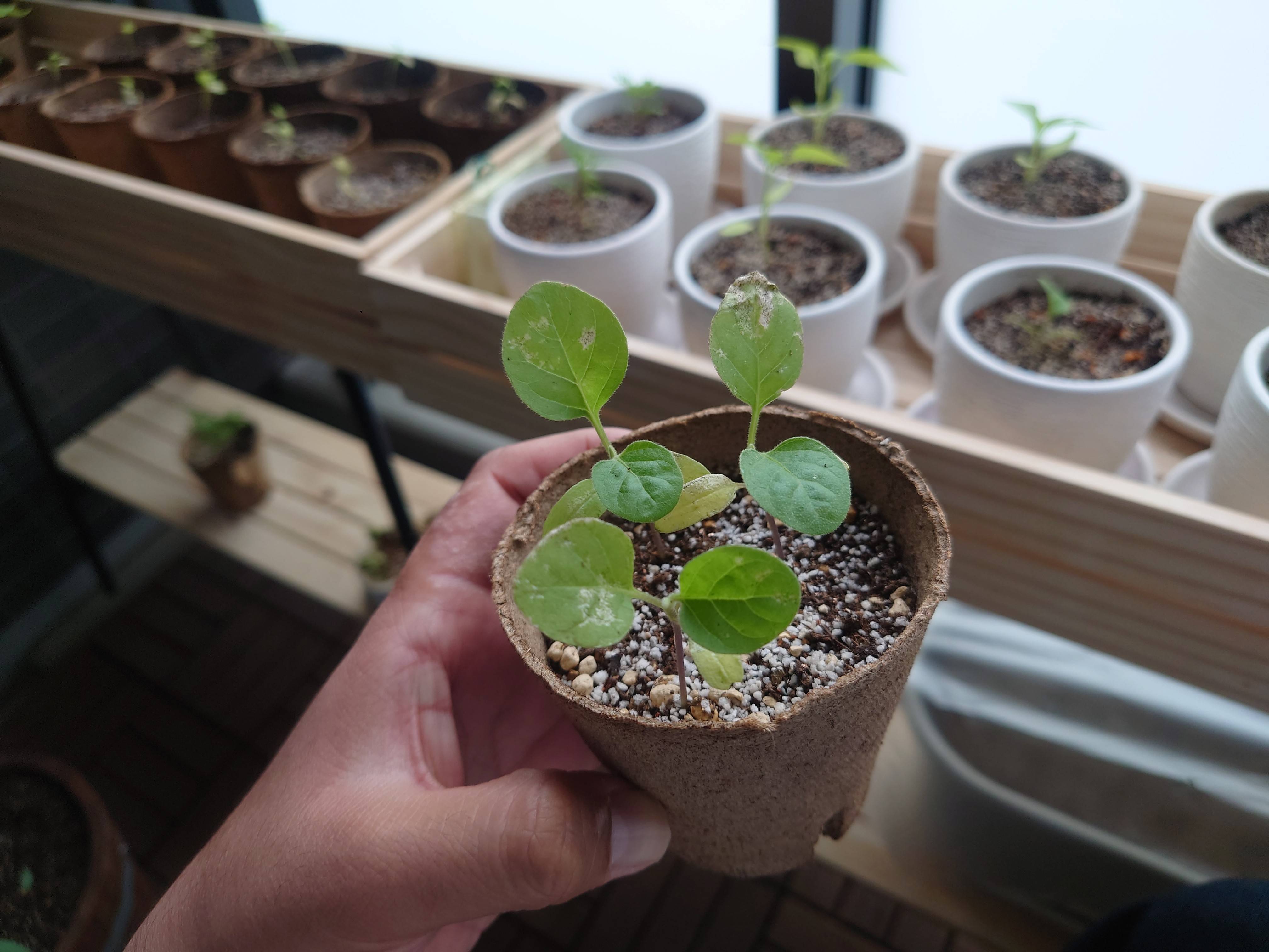 eggplant white spots