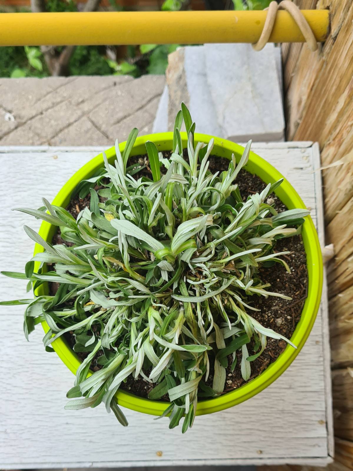 View from above of the plant