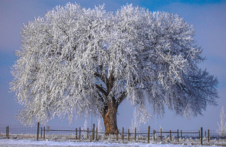 Colorado Cottonwood in Fresh Snow  - Captain Claptrap