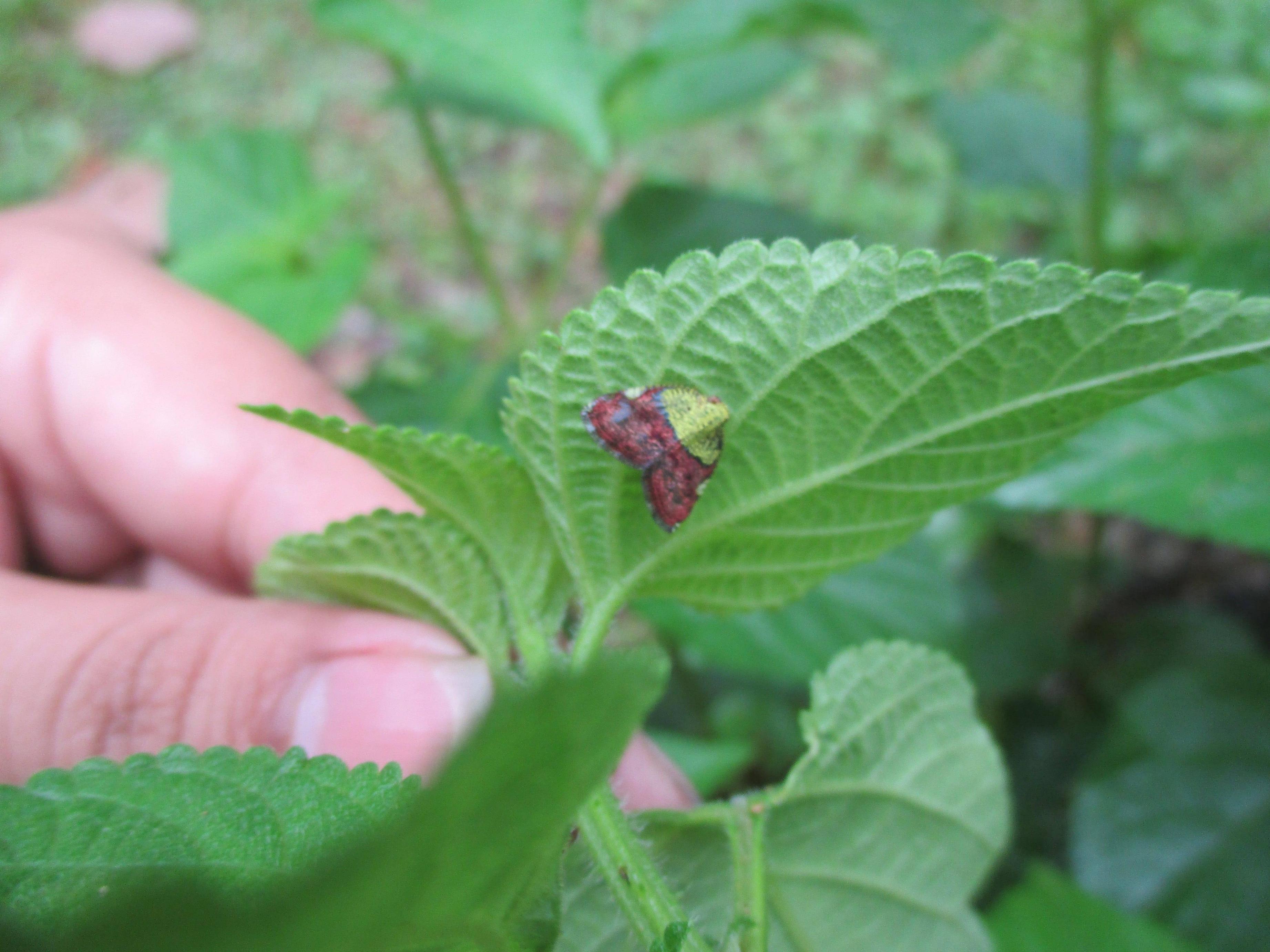 unidentified moth