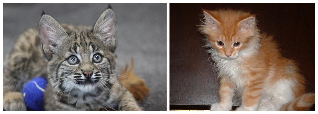 bobcat kitten and Maine Coon kitten, for comparison