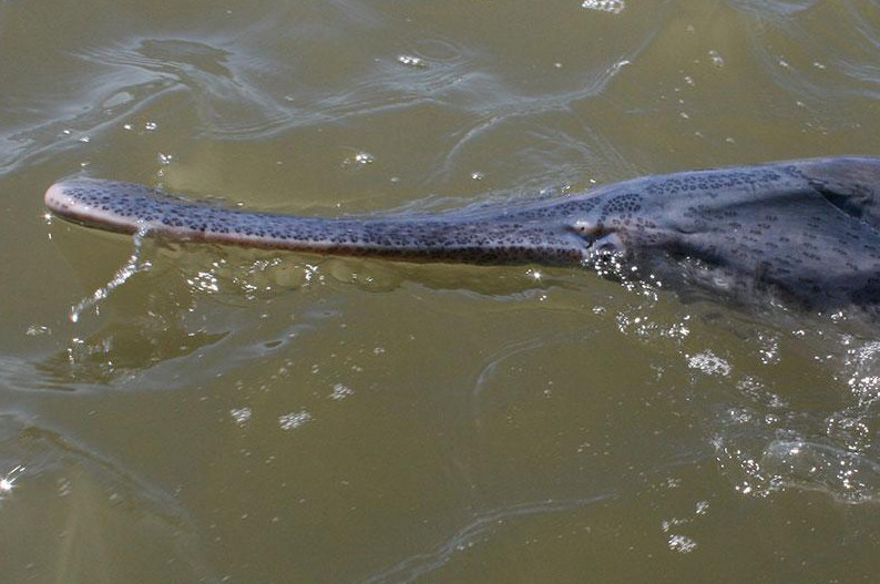 paddlefish