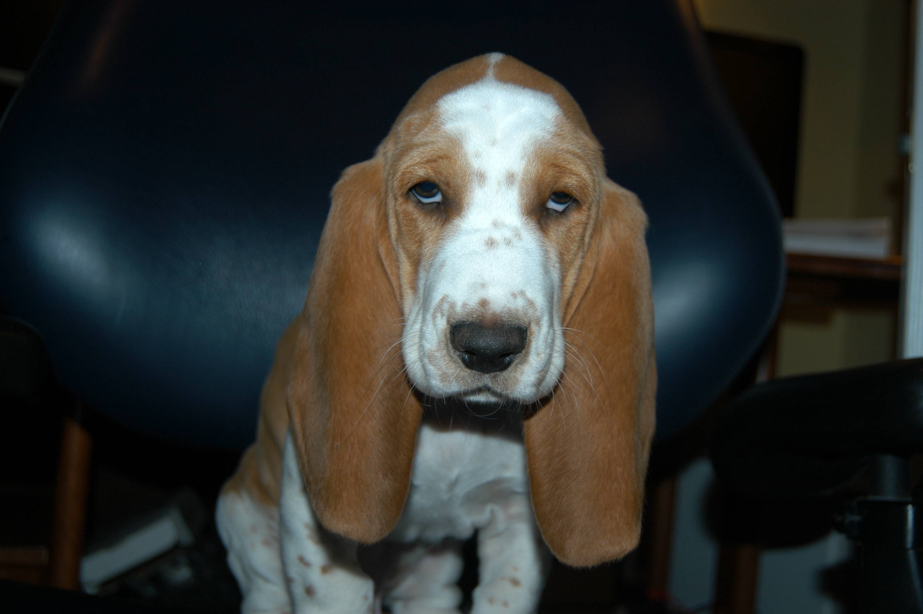 BassetLover's user avatar