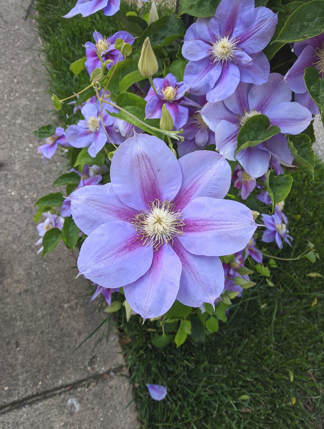 close-up of flowers