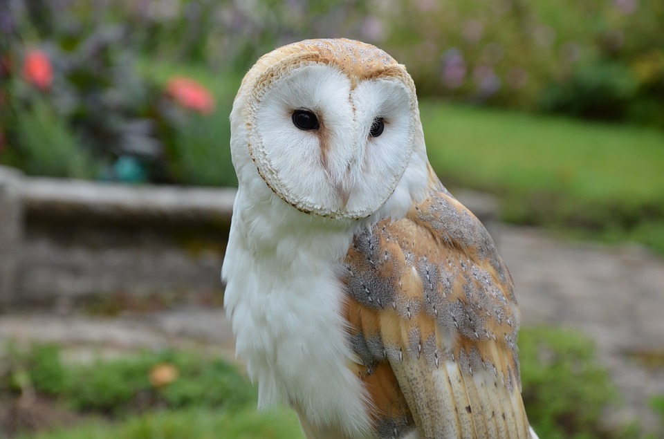 BARNOWL