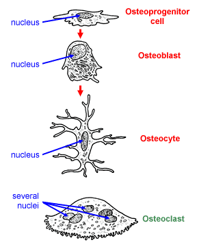 cytes, blasts and clasts