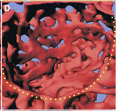 Lung image