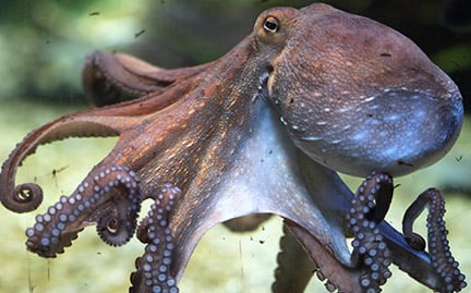 Octopus