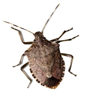 High resolution of a stink bug with straight antenna and characteristic shield shape