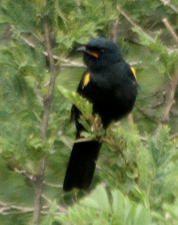 A blackbird with a yellow spot on each wing.