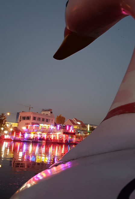 View of shore from the swan shaped paddle boat.