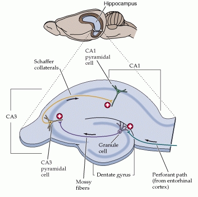 LTP in hippocampus