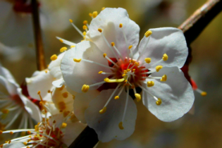 apricot blossom