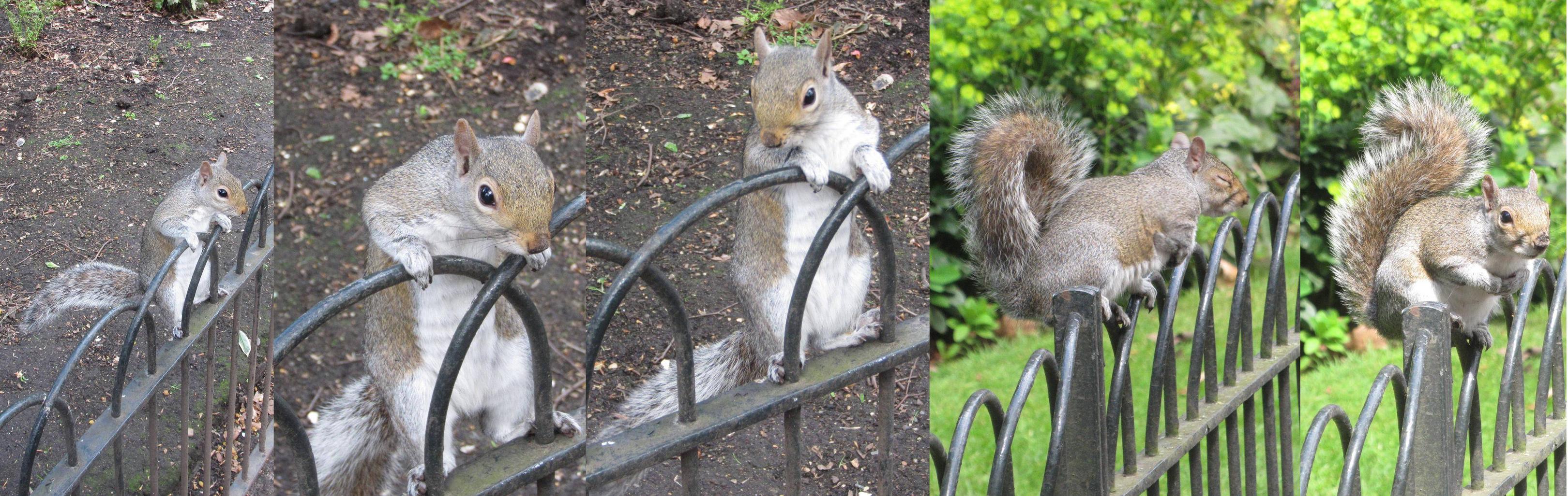 squirrel on the top of a fence.