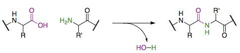 Condensation of two amino acids/peptides