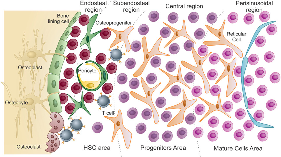 the HSC in bone marrow