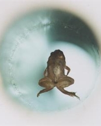 frog