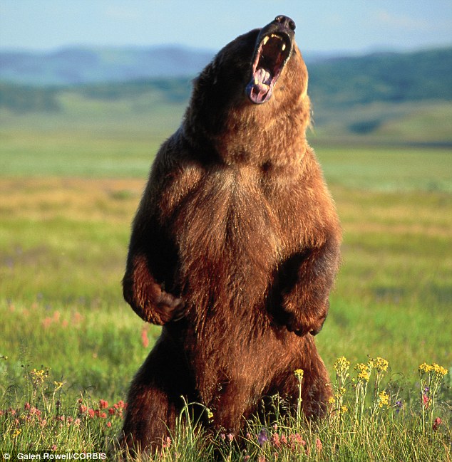 Grizzly bear