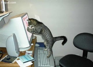 Cat looking at something on a computer monitor