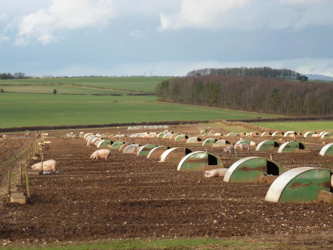 Organic pig farm